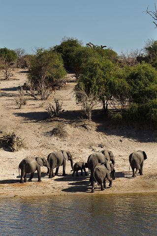 053 Chobe NP, olifanten.jpg